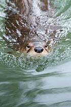 Northern / North American river otter (Lontra canadensis) swimming, Captive, Slimbridge, Gloucestershire, UK, July