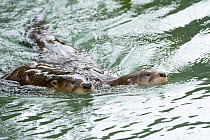 Two Northern / North American river otters (Lontra canadensis) swimming, Captive, Slimbridge, Gloucestershire, UK, July