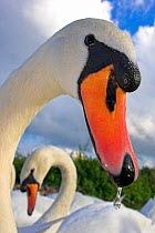 Mute swans (Cygnus olor) one with water dripping from beak, Slimbridge, Gloucestershire, UK, September