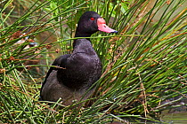 Male Rosy-billed pochard (Netta peposaca) captive, from Central and South America