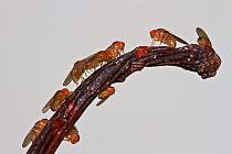 Common Fruit flies / Vinegar flies (Drosophila melanogaster) feeding on the stalk of a pear, UK