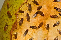 Common Fruit flies / Vinegar flies (Drosophila melanogaster) feeding on a pear, UK