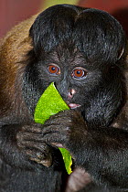 Female Red-backed Bearded saki monkey (Chiropotes chiropotes) captive, from Venezuela