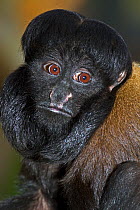 Male Red-backed Bearded saki monkey (Chiropotes chiropotes) captive, from Venezuela