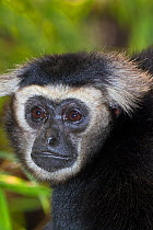 Male Pileated gibbon (Hylobatus pileatus) captive, from Thailand, Cambodia and Laos, Endangered