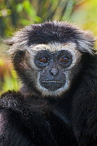 Male Pileated gibbon (Hylobatus pileatus) captive, from Thailand, Cambodia and Laos, Endangered