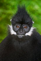 Francois' Langur (Trachypithecus francoisi) captive, from Vietnam, Laos and Southern China,  Endangered