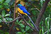 Royal / Golden-breasted starling (Cosmopsarus / Lamprotornis regius) captive, from East Africa