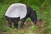 Female Malayan tapir (Tapirus indicus) grazing, from South East Asia, Endangered