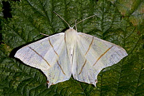 Swallow-tailed / Swallowtail Moth (Ourapteryx sambucaria) UK