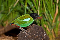 Hooded pitta (Pitta sordida) with nesting material, captive, from South East Asia