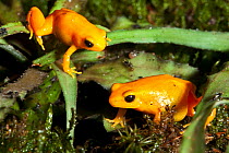 Golden Mantella frogs (Mantella aurantiaca) captive, from Madagascar, Critically Endangered