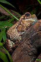 Veined / Marbled tree frog (Phrynohyas venulosa) captive, from Central America and South America East of the Andes