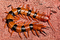 Giant Indian banded centipede (Scolopendra hardwicki) India