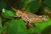 Eastern lubber grasshopper (Romalea microptera) captive, from SE and Central USA