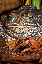 Rococo toad (Bufo paracnemis) captive, from South America