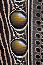 Detail of feather pattern of the Great Argus pheasant (Argusianus argus) captive, from SE Asia