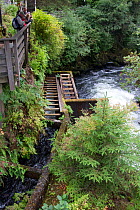 Tourists on boardwalk viewing platform watching salmon spawning along a stream and waterfall in Ketchikan, Alaska, USA. September 2010. A fish ladder to the side of the stream creates an easier route...