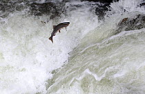 Salmon leaping up waterfall, swimming upstream to spawn, Alaska, USA, September