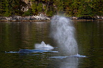 Humpback whale (Megaptera novaeangliae) mother and calf spouting off coast of the Great Bear Rainforest, British Columbia, Canada, September 2010