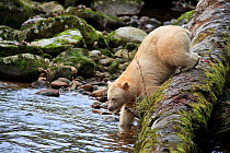 Kermode Spirit Bear (Ursus americanus kermodei) fishing for salmon in the Great Bear Rainforest, British Columbia, Canada. September