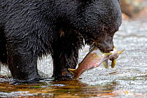 Black bear (Ursus americanus) feeding on salmon in Great Bear Rainforest, British Columbia, Canada, September
