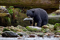 Black bear (Ursus americanus) fishing for salmon in Great Bear Rainforest, British Columbia, Canada, September