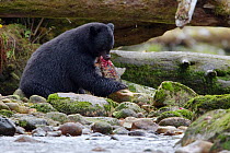Black bear (Ursus americanus) fishing for salmon in Great Bear Rainforest, British Columbia, Canada, September