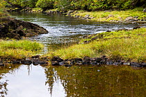 Fishing weir from early settlement of First Nation peoples of British Columbia's Great Bear Rainforest, Canada, September 2010