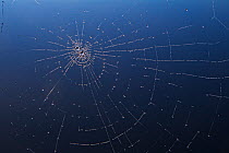 Spider web with dew droplets, Canada