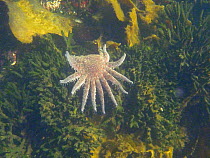 Sunflower sea star (Pycnopodia helianthoides) underwater, British Columbia, Canada, September