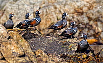 Harlequin sea duck (Histrionicus histrionicus) in winter plumage along rocky coast of British Columbia, Canada, Pacific Ocean, September