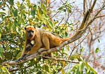 Black Howler monkey (Alouatta caraya) female climbing in tree in Pantanal, Brazil,