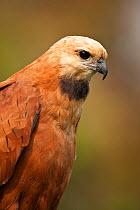 Black-collared Hawk (Busarellus nigricollis) head portrait, perched in tree in Pantanal, Brazil