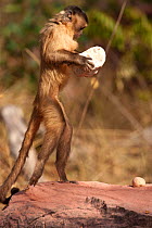 Black striped capuchin (Sapajus libidinosus) using rock to crack nuts, Piaui, Brazil