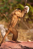 Black striped capuchin (Sapajus libidinosus) using rock to crack nuts, Piaui, Brazil