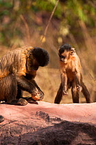 Black striped capuchin (Sapajus libidinosus) using rocks to crack nuts, with young animal watching and learning, Piaui, Brazil