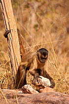 Black striped capuchin (Sapajus libidinosus) using rocks to crack nuts, Piaui, Brazil