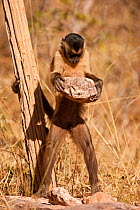Black striped capuchin (Sapajus libidinosus) using rocks to crack nuts, Piaui, Brazil