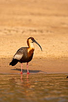 Buff Necked Ibis (Theristicus caudatus) wading on shoreline, Brazil, South America