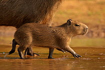 Capybara (Hydrochoerus hydrochaeris) juvenile walking with mother, in shallow water, in the jungle of the Pantanal, Brazil.