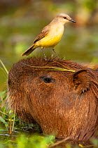 Cattle Tyrant (Machetornis rixosus) riding on the head of a Capybara (Hydrochoerus hydrochaeris) moving through swampland. The Tyrant flycatcher is hunting for insects disturbed by the rodent. Pantana...