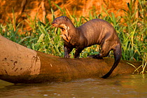 Giant River Otter (Pteronura brasiliensis) playing on falling log, in the Pantanal NP, Brazil, South America