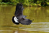 Great Black Hawk (Buteogallus urubitinga)  hunting fish, along river, Pantanal, Brazil