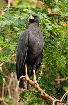 Great Black Hawk (Buteogallus urubitinga) perched in tree, Pantanal, Brazil.