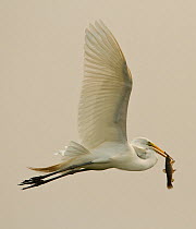 Great Egret (Ardea alba) flying with fish in bill, Pantanal, Brazil