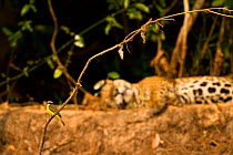 Great Kiskadee (Pitangus sulphuratus) perched on branch, in front of a sleeping Jaguar along riverbank in Pantanal, Brazil