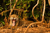Jaguar (Panthera onca) yawning and resting along riverbank in Pantanal, Brazil