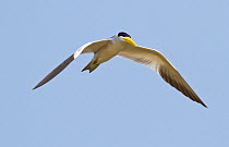 Large-billed Tern (Phaetusa simplex) flying in the Pantanal, Brazil