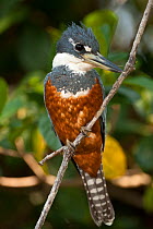 Ringed Kingfisher (Ceryle / Megaceryle torquata) perched on a "watch point" hunting for fish, Pantanal, Brazil, August